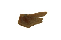 Ecaille de poisson sp